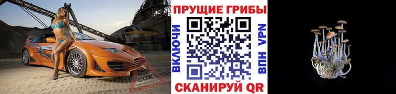блэк спрут   Андреаполь  Псилоцибиновые грибы Psilocybe 